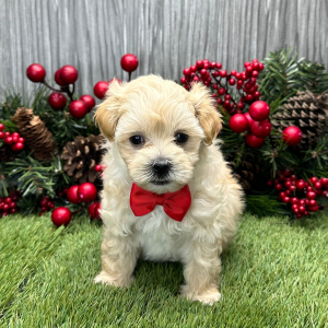 Maltipoo Puppy Torrin