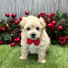 Maltipoo Puppy Torrin