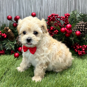 Maltipoo Puppy Torrin