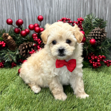 Maltipoo Puppy Torrin