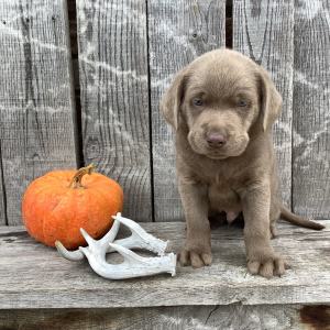 Labrador Retriever Puppy Baxter