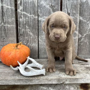 Labrador Retriever Puppy Baxter