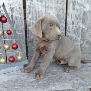 Labrador Retriever Puppy Baxter