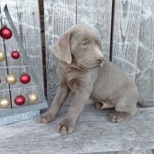 Labrador Retriever Puppy Baxter