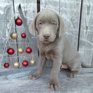 Labrador Retriever Puppy Baxter