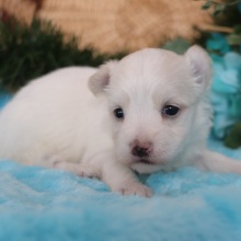Maltese Puppy Reggie