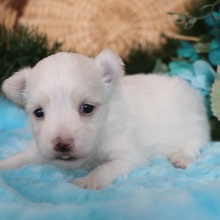 Maltese Puppy Reggie