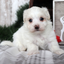 Maltese Puppy Reggie