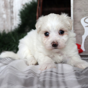 Maltese Puppy Reggie