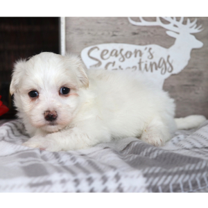 Maltese Puppy Reggie