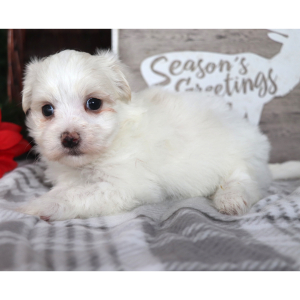 Maltese Puppy Reggie
