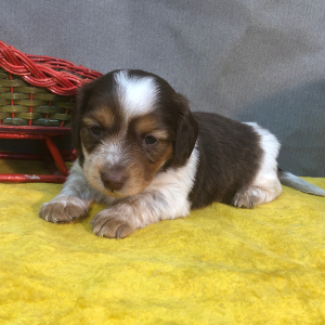Dachshund Puppy Dash