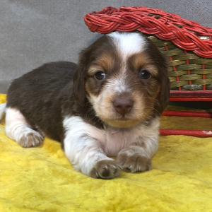 Dachshund Puppy Dash