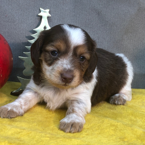 Dachshund Puppy Dash