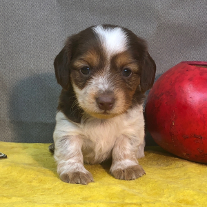 Dachshund Puppy Dash