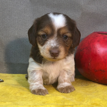 Dachshund Puppy Dash