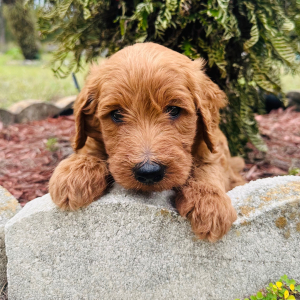 Goldendoodle Puppy Peter