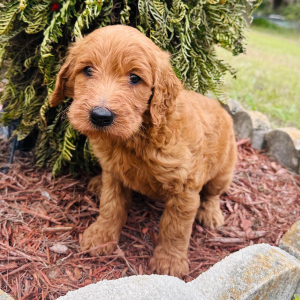 Goldendoodle Puppy Peter