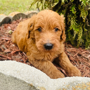 Goldendoodle Puppy Peter