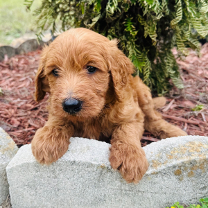 Goldendoodle Puppy Peter