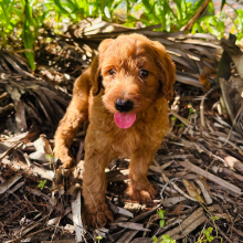 Goldendoodle Puppy Peter