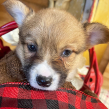 Pembroke Welsh Corgi Puppy Ruthie