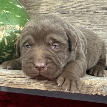 Labrador Retriever Puppy Dagwood