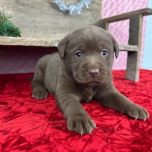 Labrador Retriever Puppy Dagwood