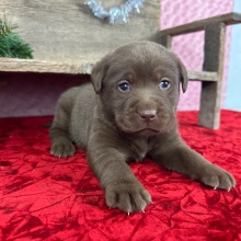 Labrador Retriever Puppy Dagwood