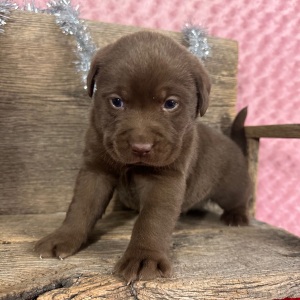 Labrador Retriever Puppy Dagwood