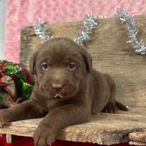 Labrador Retriever Puppy Dagwood