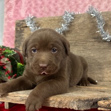 Labrador Retriever Puppy Dagwood