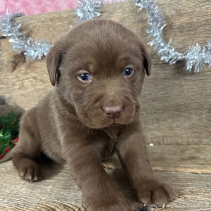 Labrador Retriever Puppy Dagwood