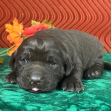 Labrador Retriever Puppy Cloe