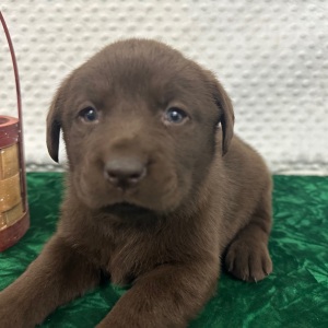 Labrador Retriever Puppy Cloe