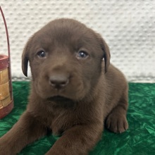 Labrador Retriever Puppy Cloe