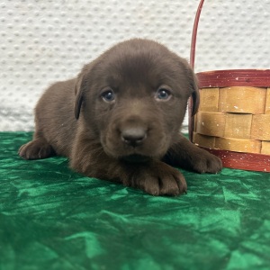 Labrador Retriever Puppy Cloe