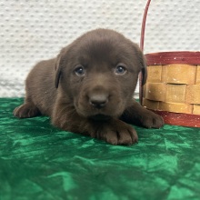 Labrador Retriever Puppy Cloe