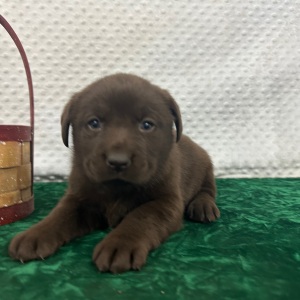 Labrador Retriever Puppy Cloe