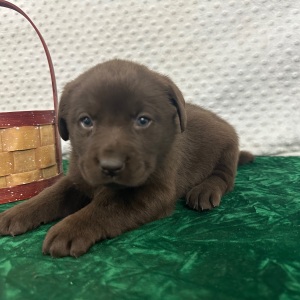 Labrador Retriever Puppy Cloe