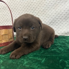 Labrador Retriever Puppy Cloe