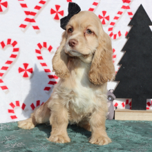 Cocker Spaniel Puppy Rory