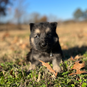 German Shepherd Dog Puppy Zion