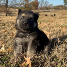 German Shepherd Dog Puppy Zion