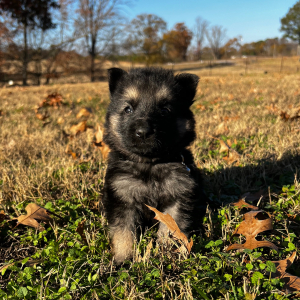 German Shepherd Dog Puppy Zion