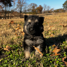 German Shepherd Dog Puppy Zion