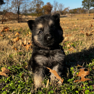 German Shepherd Dog Puppy Zion