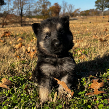 German Shepherd Dog Puppy Zion