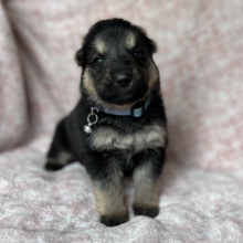 German Shepherd Dog Puppy Zola