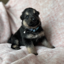 German Shepherd Dog Puppy Zola